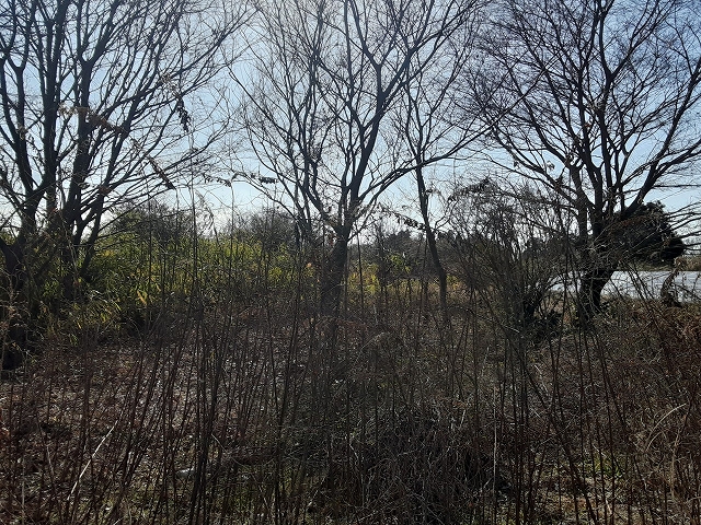 敷地全体の植生とフェンス周辺